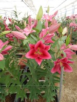 [5662 VZ W09 0013-01 No01.JPG]